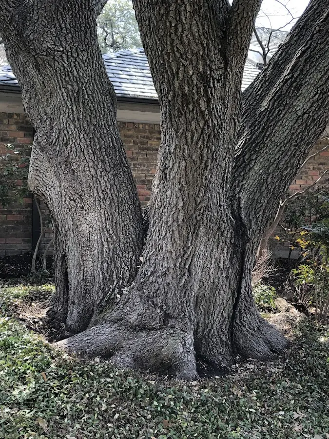 Mature heritage tree close to a Burnside property cared for by certified arborists